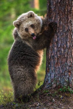 Arka bacaklar ve gösterileri dilinin üstünde duran, alay yavru ayı. Doğal yaşam alanı. Yaz aylarında Orman. Sceintific adı: Ursus arctos.