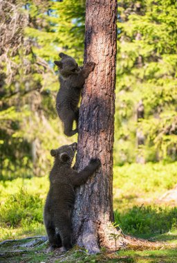 Boz ayı yavrusu ağaca tırmanmak. Doğal yaşam alanı. Yaz aylarında Orman. Sceintific adı: Ursus arctos.