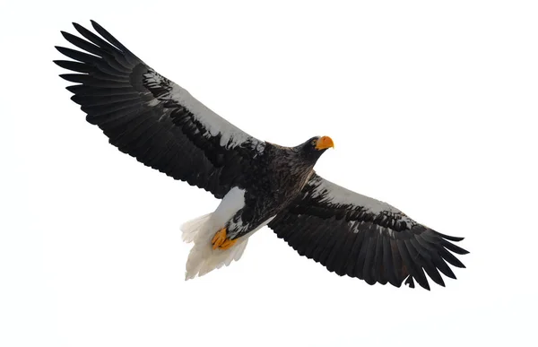 オオワシの飛行は 白い背景で隔離の Haliaeetus — ストック写真