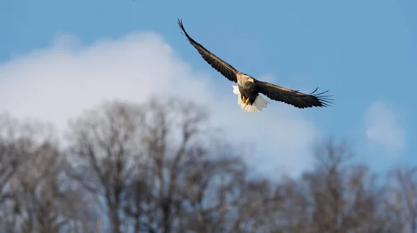 Volwassen White Tailed Eagle Aanboord Blauwe Hemelachtergrond Wetenschappelijke Naam Haliaeetus — Stockfoto