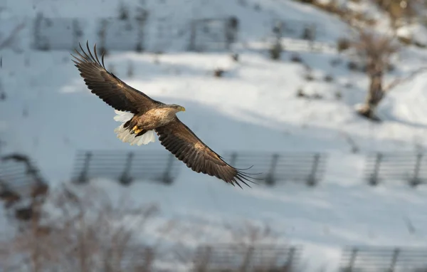 Uçuş Yetişkin Kuyruklu Kartal Dağ Arka Plan Bilimsel Adı Haliaeetus — Stok fotoğraf