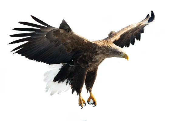 Volwassen White Tailed Eagle Aanboord Geïsoleerd Een Witte Achtergrond Wetenschappelijke — Stockfoto