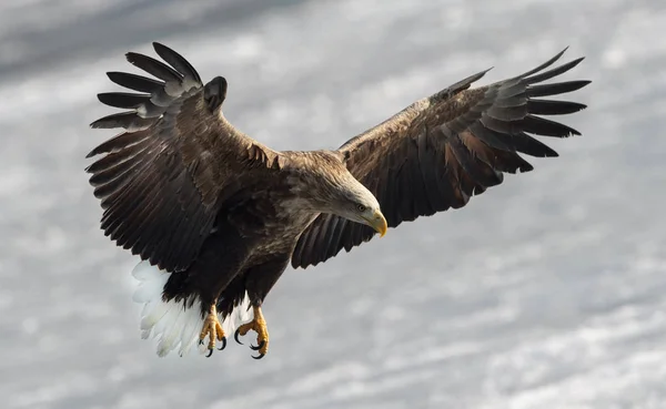 Adult Havsörn Landade Isen Naturliga Bakgrund Vetenskaplig Namn Haliaeetus Albicilla — Stockfoto