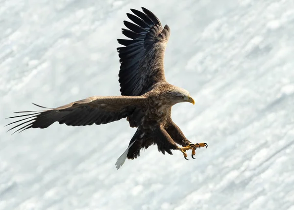 アダルト オジロワシは 氷の自然な背景に上陸しました Haliaeetus アマオブネ — ストック写真