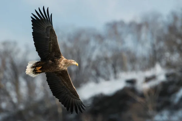 Águila Cola Blanca Adulta Vuelo Fondo Montaña Nombre Científico Haliaeetus —  Fotos de Stock