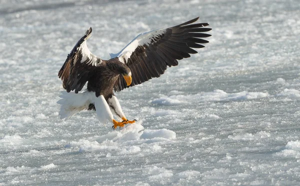 アダルト オオワシは 氷の自然な背景に上陸しました Haliaeetus 自然の生息地 冬のシーズン — ストック写真
