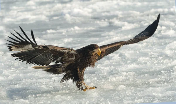 少年オジロワシは 氷の自然な背景に上陸しました Haliaeetus アマオブネ — ストック写真