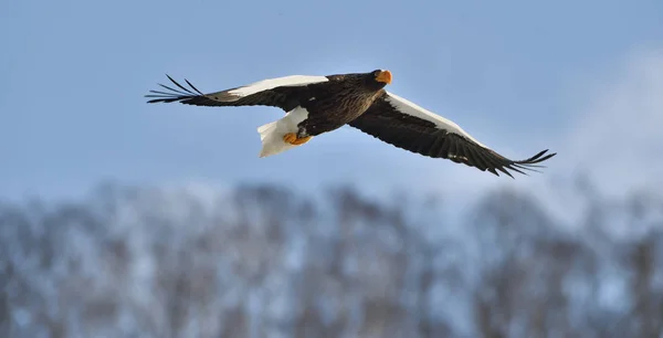 Steller Sea Eagle Flight Blue Sky Scientific Name Haliaeetus Pelagicus — Stock Photo, Image