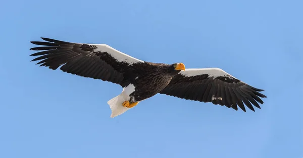 Stellers Sea Eagle Flygning Över Blå Himmel Vetenskaplig Namn Haliaeetus — Stockfoto