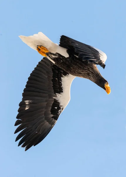 Águia Marinha Steller Voo Sobre Céu Azul Nome Científico Haliaeetus — Fotografia de Stock