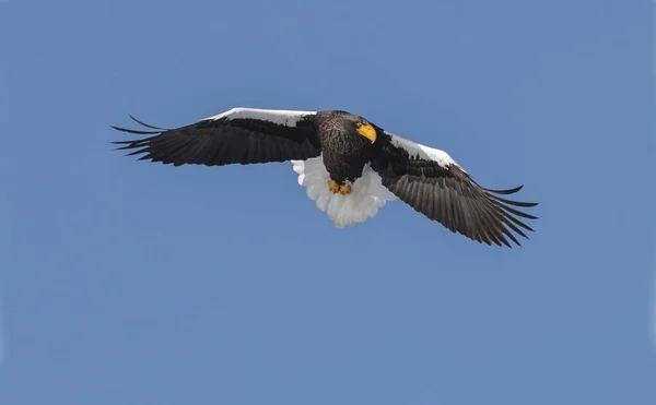 Águia Marinha Steller Voo Sobre Céu Azul Nome Científico Haliaeetus — Fotografia de Stock