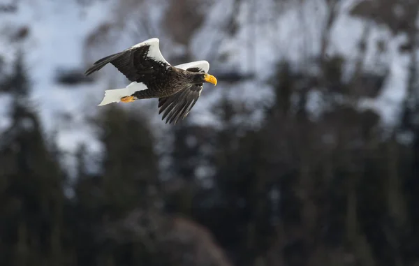 Seeadler Flug Über Verschneite Bergkulisse Wissenschaftlicher Name Haliaeetus Pelagicus — Stockfoto