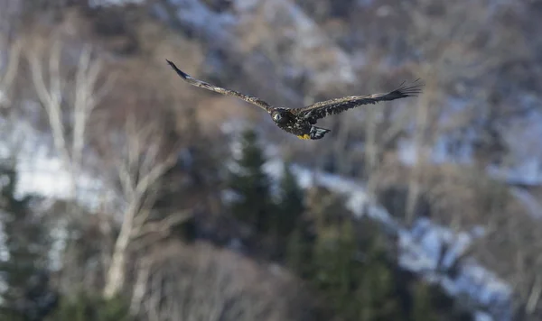 Juvenil Kuyruklu Kartal Uçuş Dağ Arka Plan Bilimsel Adı Haliaeetus — Stok fotoğraf