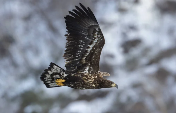 Jungadler Flug Berghintergrund Wissenschaftlicher Name Haliaeetus Albicilla — Stockfoto