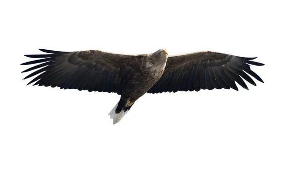 Ausgewachsene Seeadler Flug Isoliert Auf Weißem Hintergrund Wissenschaftlicher Name Haliaeetus — Stockfoto