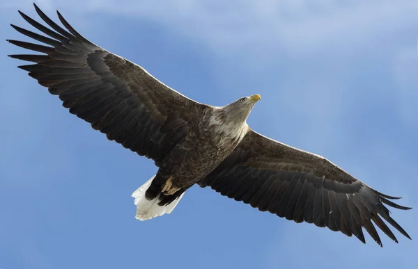 Adult Havsörn Flygning Över Blå Himmel Bakgrund Vetenskaplig Namn Haliaeetus — Stockfoto