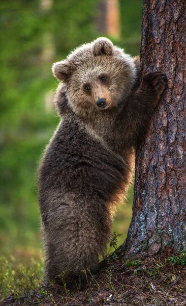 Brown Bear Cub Climbing Tree Natural Habitat Summer Forest Sceintific — Stock Photo, Image