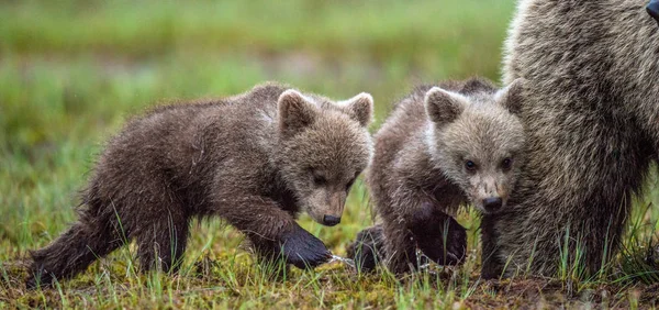 Bruine Beer Cubs Zomer Bos Wetenschappelijke Naam Ursus Arctos Arctos — Stockfoto