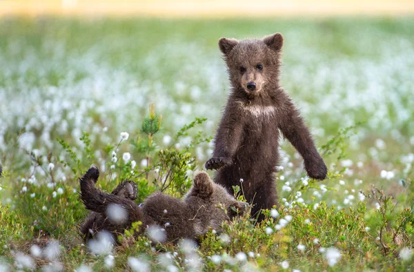 Brown Bear Cubs Las Lato Niedźwiadek Stoi Łapach Brown Bear — Zdjęcie stockowe