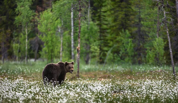 Barna Medve Forest Háttéren Fehér Virágok Közt Nyári Szezon — Stock Fotó