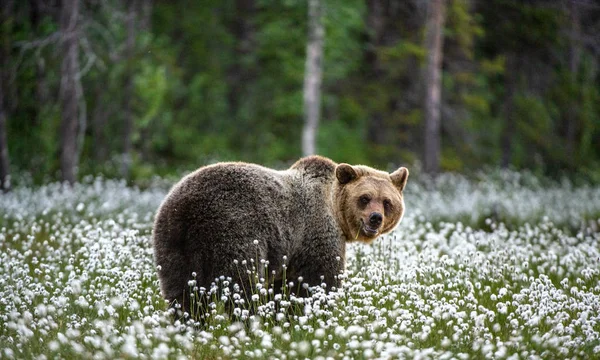 Medvěd Hnědý Pozadí Lesa Mezi Bílými Květy Letní Sezona — Stock fotografie