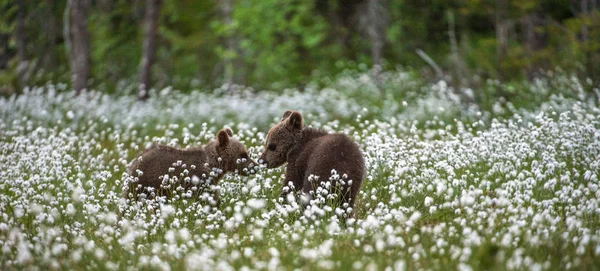 Brown Bear Cubs She Bear Summer Forest Bog White Flowers — Stock Photo, Image