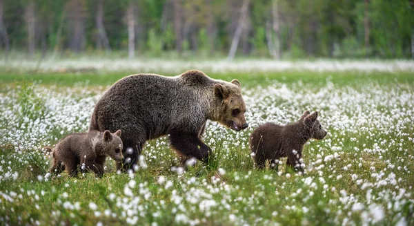 Медвежонок Бурый Медвежонком Летнем Лесу Болоте Среди Белых Цветов Научное — стоковое фото