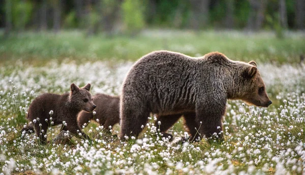 Medvěd Hnědý Mláďata Mít Létě Lese Rašeliniště Mezi Bílými Květy — Stock fotografie