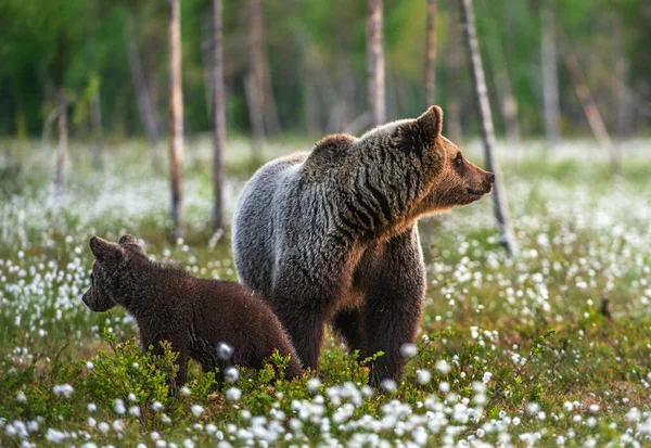 Brown Bear Cub Medvědice Lese Létě Rašeliniště Mezi Bílými Květy — Stock fotografie