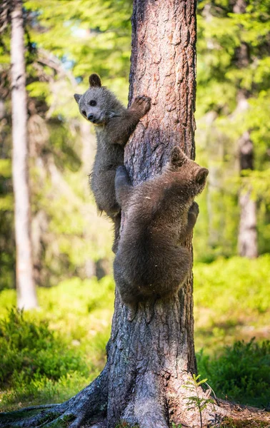 Brown Bear Cub Climbing Tree Natural Habitat Summer Forest Sceintific — Stock Photo, Image