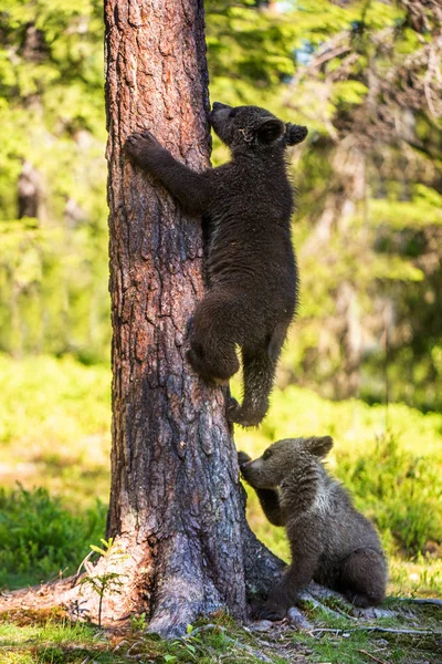 Бурый Медвежонок Залез Дерево Естественная Среда Обитания Летнем Лесу Скандальное — стоковое фото