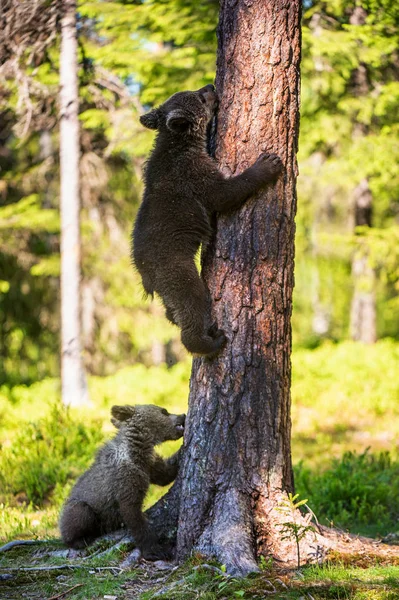 Filhote Urso Castanho Subir Numa Árvore Habitat Natural Floresta Verão — Fotografia de Stock