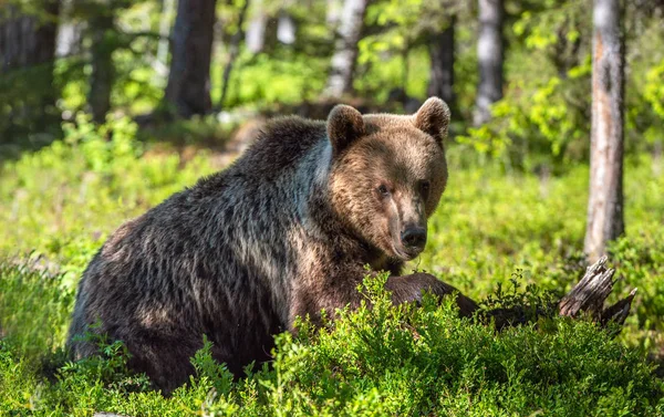Niedźwiedź Lesie Sezonie Letnim — Zdjęcie stockowe