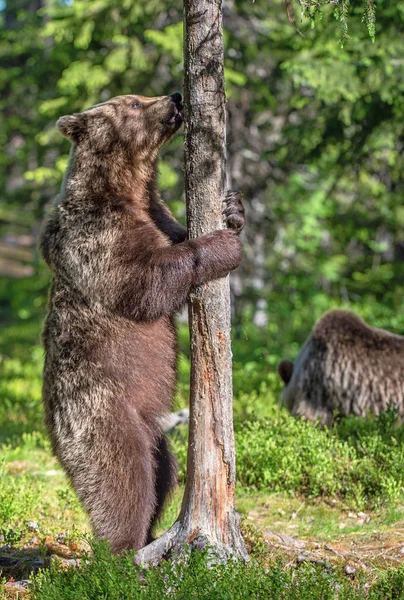 Orso Bruno Piedi Sulle Zampe Posteriori Nella Foresta Estiva Ursus — Foto Stock