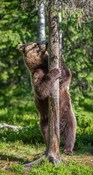 ヒグマは夏の森で彼の後ろ足で立っています Ursus Arctos ヒグマ 緑の自然な背景 — ストック写真