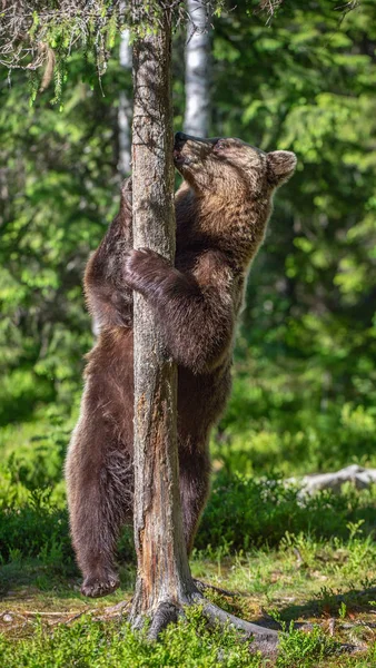 布朗熊站在他的后腿在夏季森林 尤尔苏斯棕熊 绿色自然背景 — 图库照片