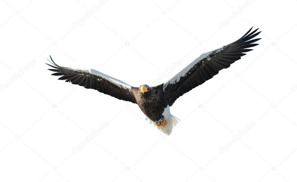 Steller's sea eagle in flight isolated on white background. Scientific name: Haliaeetus pelagicus.