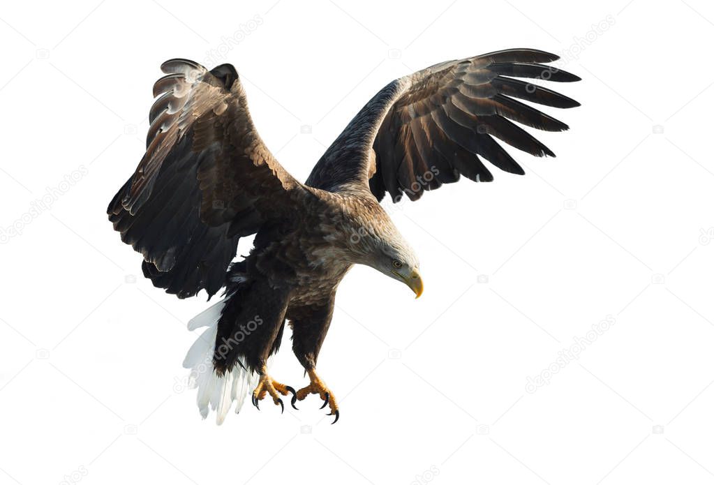 Adult White-tailed eagle in flight isolated on white background. Scientific name: Haliaeetus albicilla. 