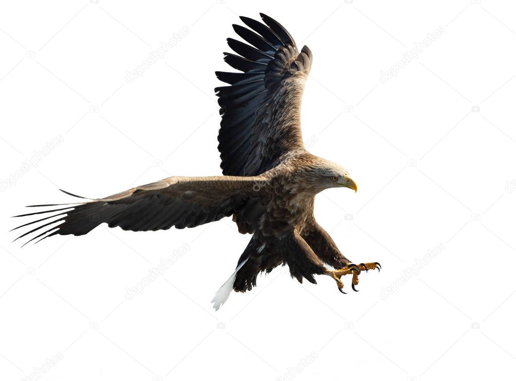 Adult White-tailed eagle in flight isolated on white background. Scientific name: Haliaeetus albicilla. 