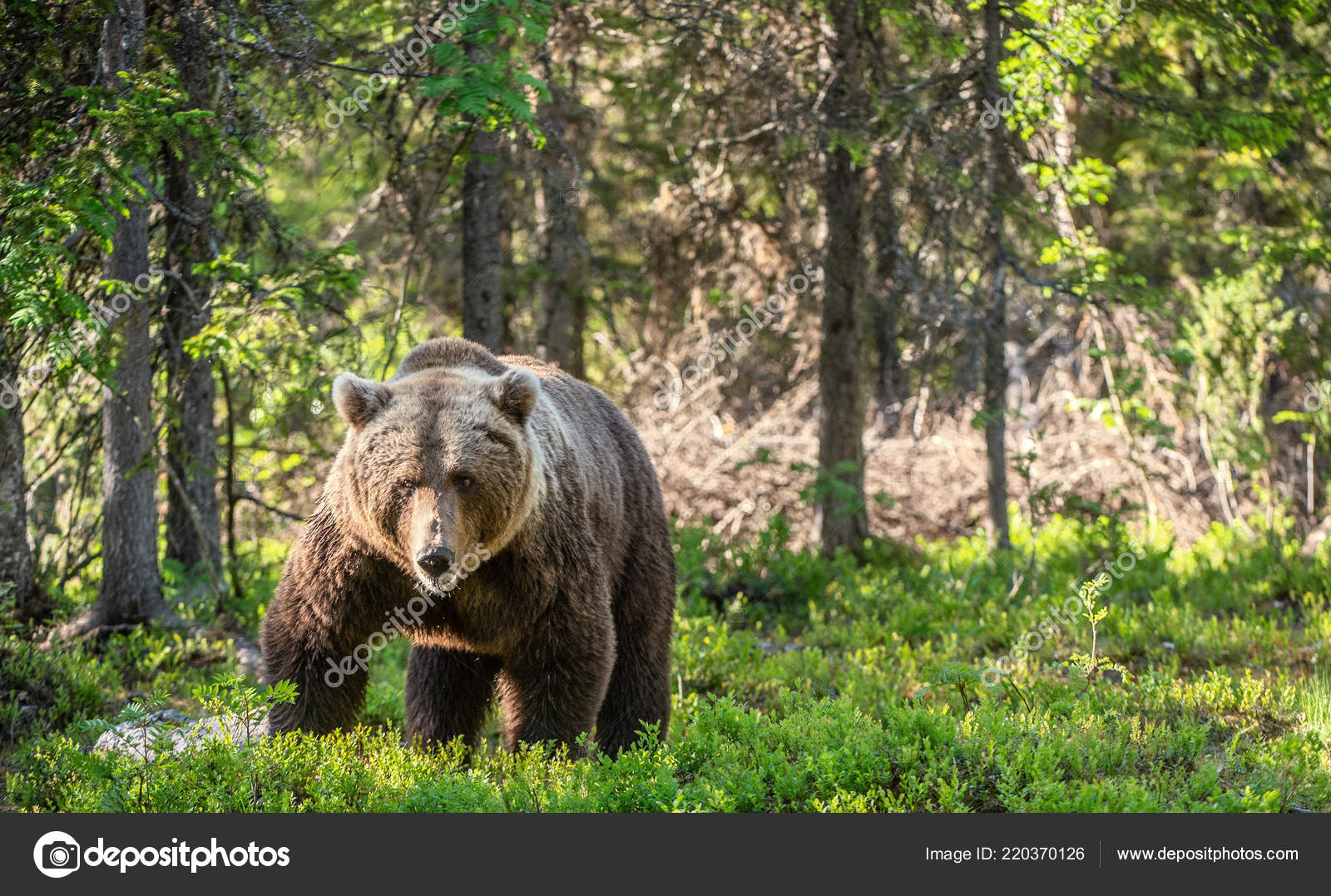 L'ours Brun Mâle Adulte Respire Avec De La Vapeur. Portrait En Gros Plan D' ours Brun Dans La Forêt D'été. Fond Naturel De La Forêt Verte. Habitat  Naturel. Nom Scientifique : Ursus Arctos.