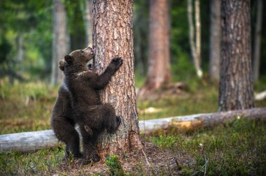 Boz ayı yavrusu ağaca tırmanmak. Doğal yaşam alanı. Yaz aylarında Orman. Sceintific adı: Ursus arctos.