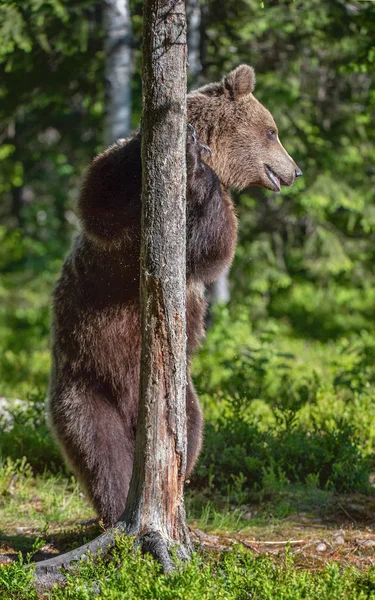 布朗熊站在他的后腿在夏季森林 尤尔苏斯棕熊 绿色自然背景 — 图库照片
