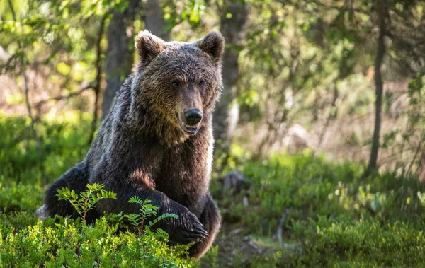 Niedźwiedź Lesie Sezonie Letnim — Zdjęcie stockowe