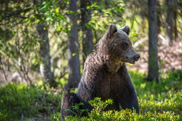 Urso Marrom Floresta Durante Temporada Verão — Fotografia de Stock