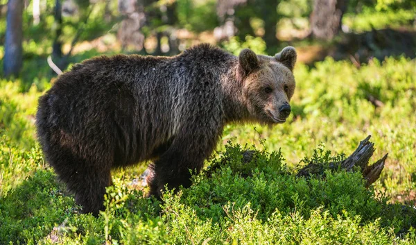 Urso Marrom Floresta Durante Temporada Verão — Fotografia de Stock