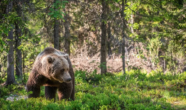夏天森林里的棕熊 自然栖息地 科学名称 尤尔苏斯棕熊 绿色自然背景 — 图库照片