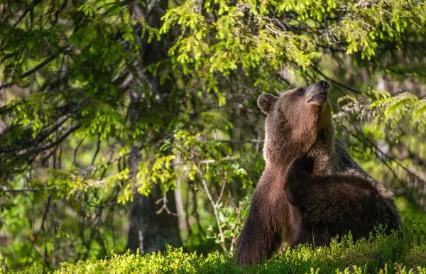 Itched 夏の森で座っている茶色のクマ 自然の生息地 科学的な名前 Ursus Arctos — ストック写真