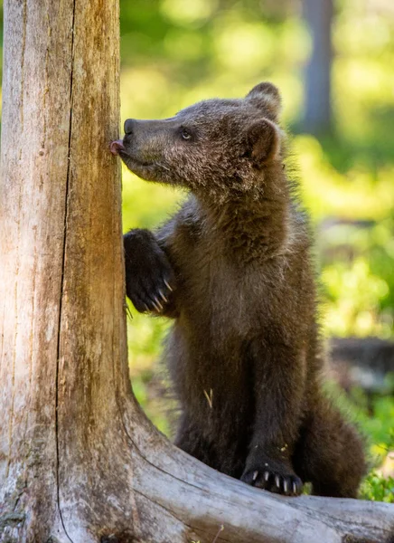 クマの子は後ろ足で立っていたし 木を舐めます 自然の生息地 夏を森します 科学名 Ursus Arctos — ストック写真