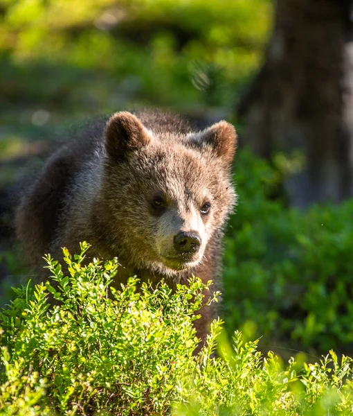 Cucciolo Orso Bruno Nella Foresta Estiva Nome Scientifico Ursus Arctos — Foto Stock