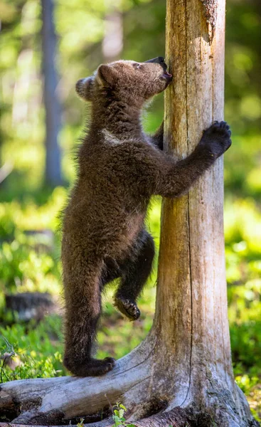 Filhote Urso Estava Suas Patas Traseiras Lambe Uma Árvore Habitat — Fotografia de Stock